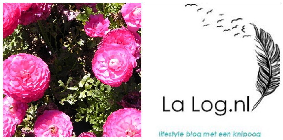 Hoera! La Log is 1 jaar! Best gelezen artikel en hoezo die naam?