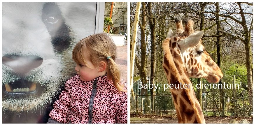 Baby, peuter… dierentuin?